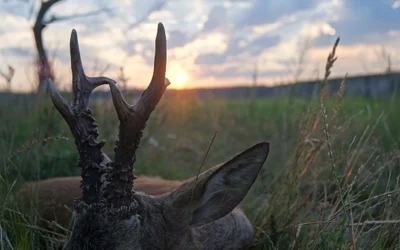 Monster roe bucks from Poland