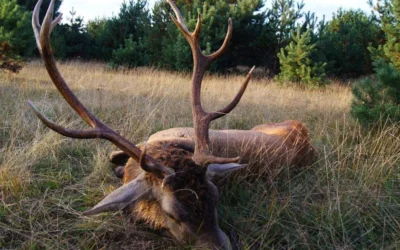 Red stag hunt 2013 – rut