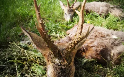 Roe buck season 2013