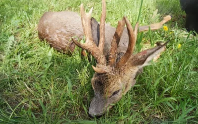 Roe buck season 2016