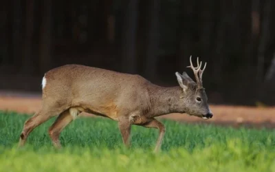 Spring in Poland with Ultimate Hunting